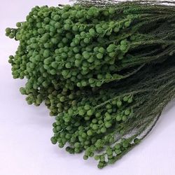 Berzelia Lanuginosa