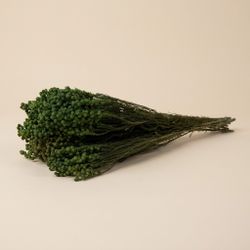 Berzelia Lanuginosa