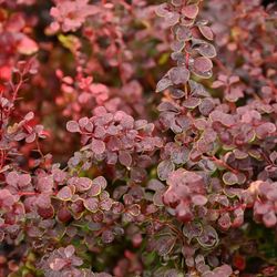 Berberis Ottawensis Auricoma