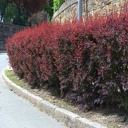 Berberis Ottawensis Auricoma