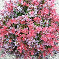 Berberis thunbergii Nana