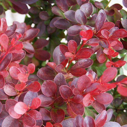 Berberis thunbergii Nana