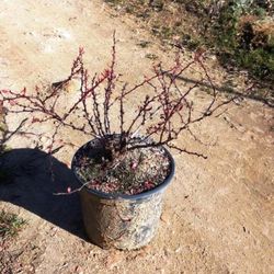 Berberis thunbergii Nana