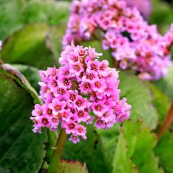 Bergenia Cordifolia