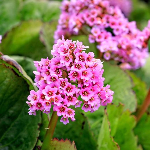 Bergenia Cordifolia