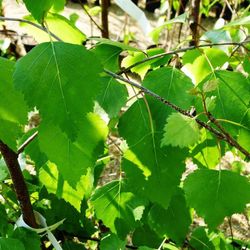 Betula verrucosa Alba Bedoll