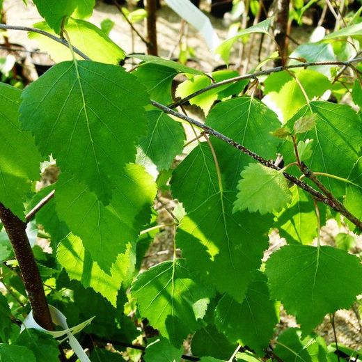 Betula verrucosa Alba Bedoll