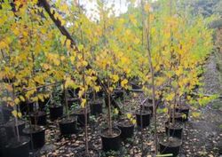 Betula verrucosa Alba Bedoll