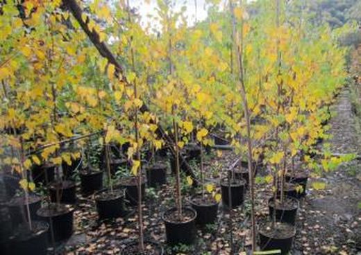 Betula verrucosa Alba Bedoll