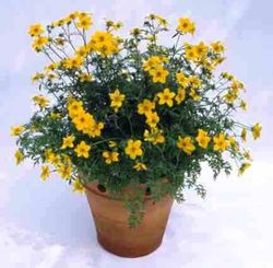 Bidens Ferulifolia