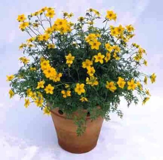 Bidens Ferulifolia