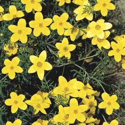 Bidens Ferulifolia