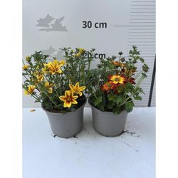 Bidens Ferulifolia