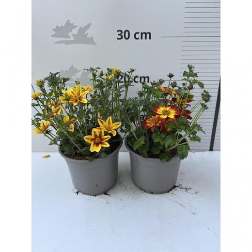 Bidens Ferulifolia