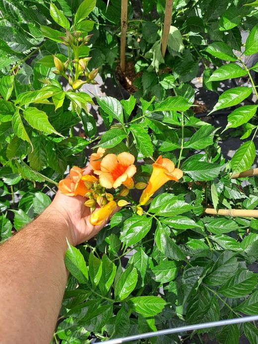 BIGNONIA CAMPSIS T. INDIAN SUMMER PIRAMIDAL