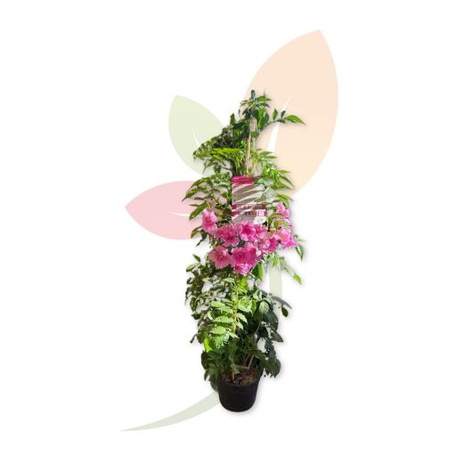 BIGNONIA RICASOLIANA TUTOR
