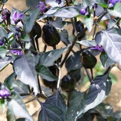 Black Olive