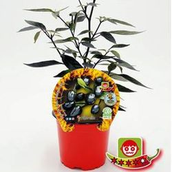 Black Olive