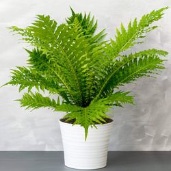 Blechnum Gibbum