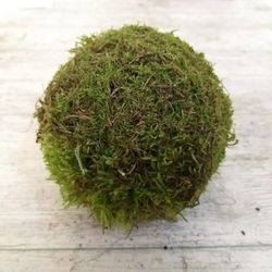 Bolas de Musgo Natural
