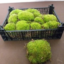 Bolos Musgo Natural