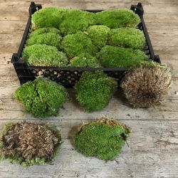 Bolos Musgo Natural