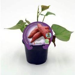 Boniatos, batatas Pack 5 uds.