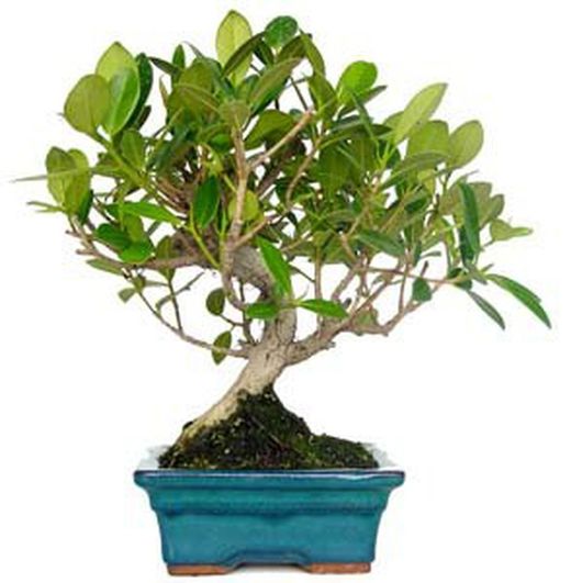 Bonsais Ficus Panda