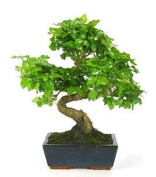 Bonsais Ligustrum