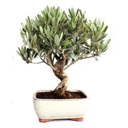 Bonsais Olea Europea