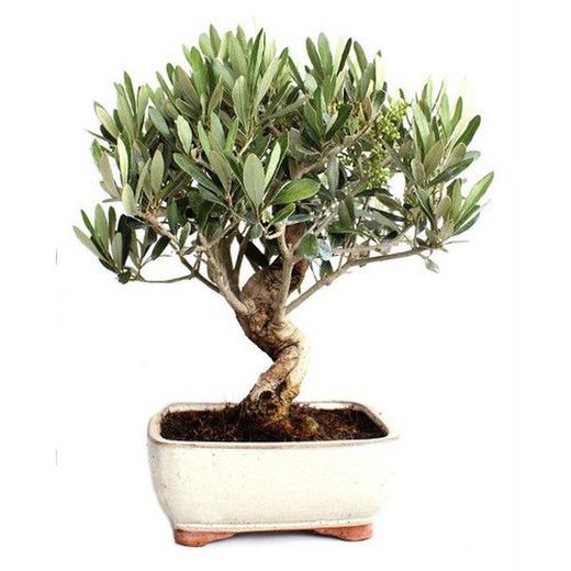 Bonsais Olea Europea