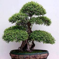 Bonsais Olea Europea
