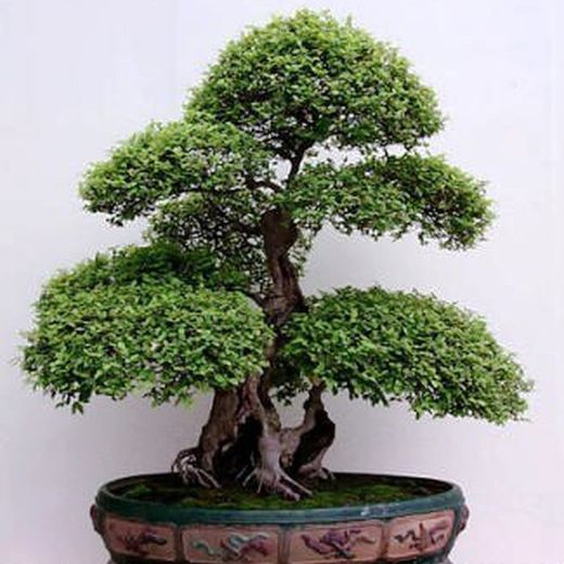 Bonsais Olea Europea