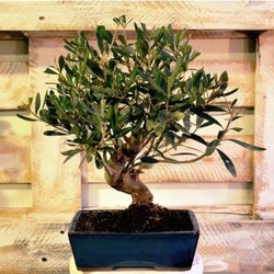 Bonsais Olea Europea