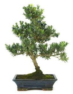 Podocarpus bonsaïs