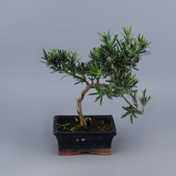 Podocarpus bonsaïs
