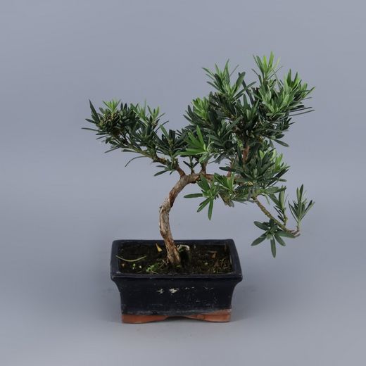 Podocarpus bonsaïs