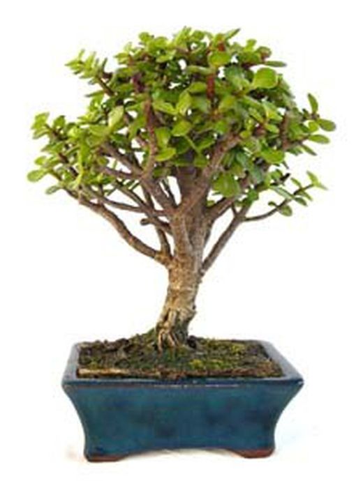 Bonsais Portulacaria