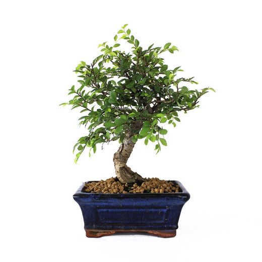 Bonsais Zelkova Parvifolia