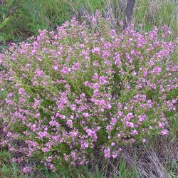 Boronia Crenulata Caja 6 uds.