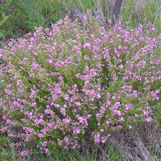 Boronia Crenulata Caja 6 uds.