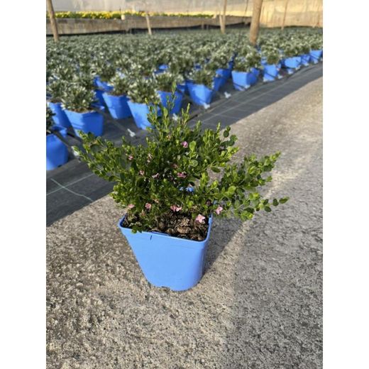 Boronia Crenulata Caja 6 uds.