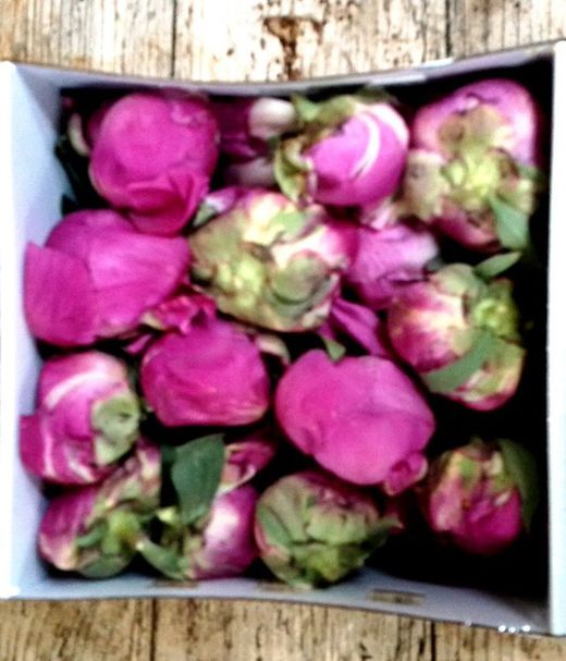 Boutons de pivoines préservées
