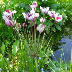 Botumus Umbellatus