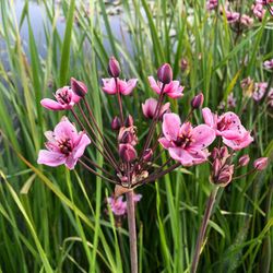 Botumus Umbellatus