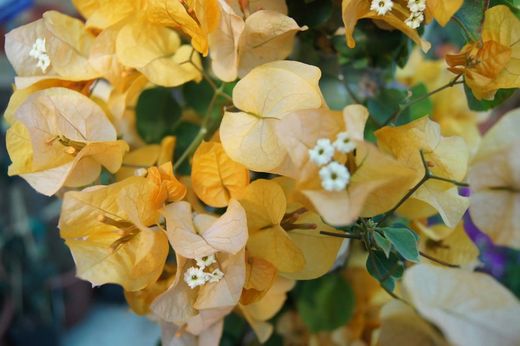 BOUGAINVILLEA AMARILLA PIRAMIDAL