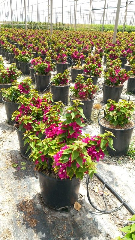 BOUGAINVILLEA MINI THAI