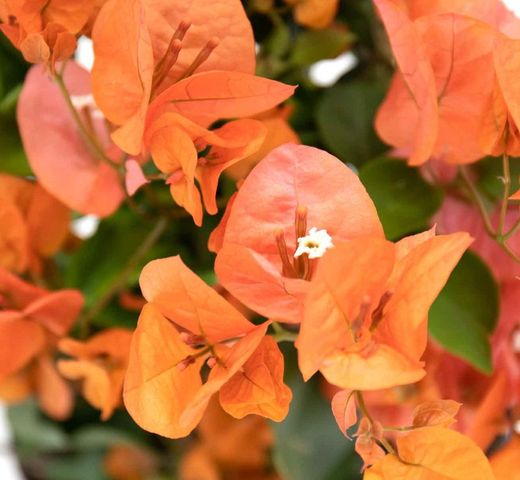 Bougainvillea Naranja Tutor