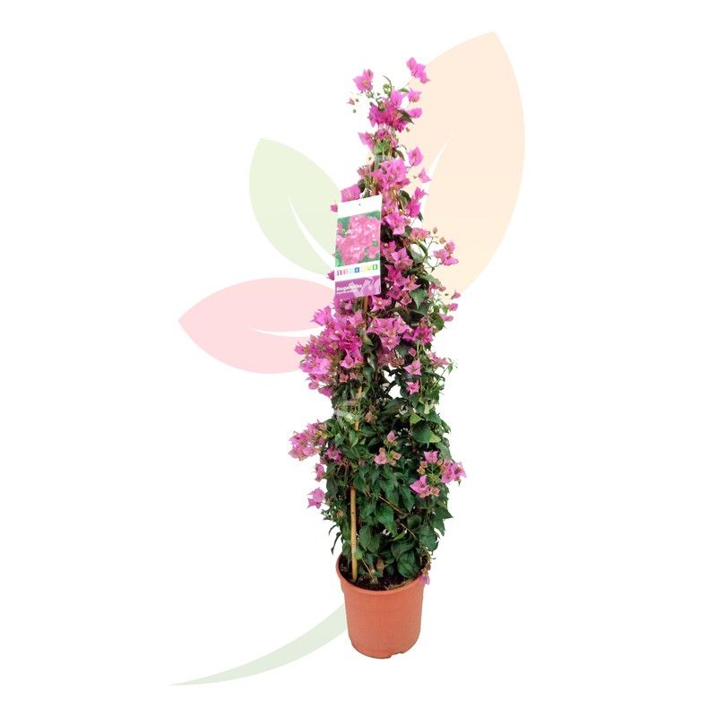 Bouganvillea Sanderina Alberello - Pianta Con Fiori Rosa, Vaso 14 Cm, Altezza 50-70 Cm - Foto 2