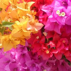 Bouganvilleas Bio
